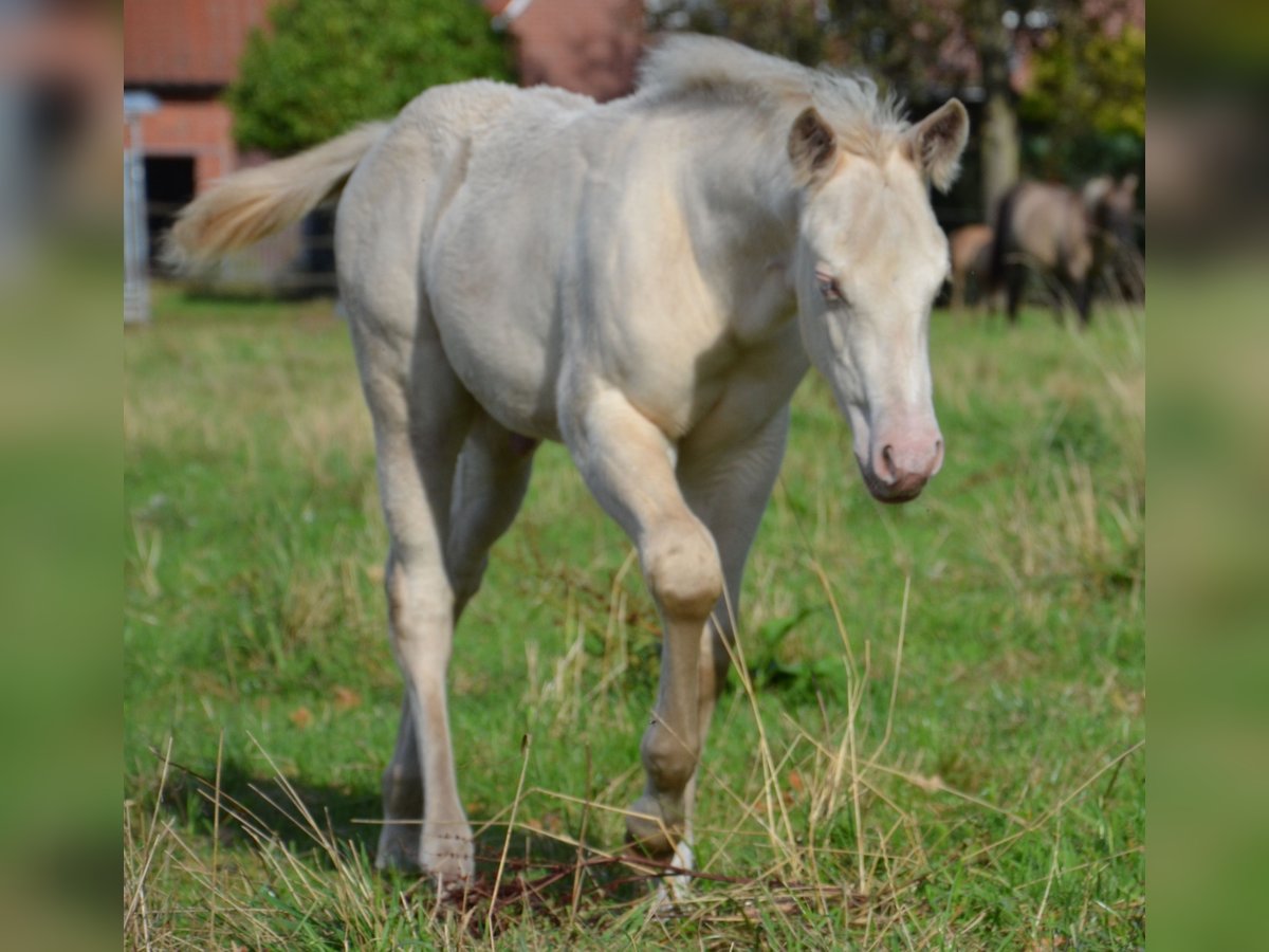 American Quarter Horse Hengst Veulen (07/2025) 152 cm Perlino in Nordhorn