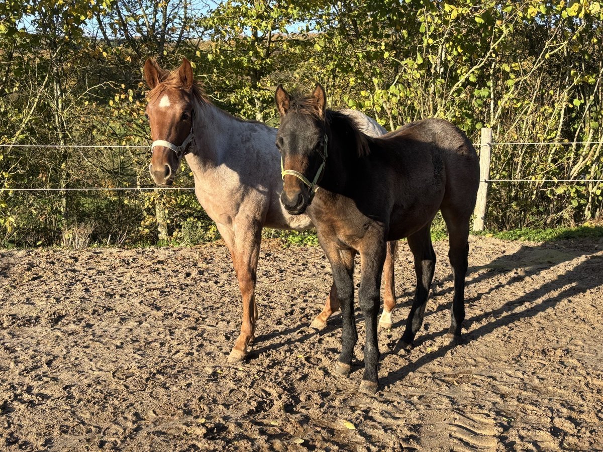 American Quarter Horse Hengst Veulen (05/2025) 152 cm Roan-Bay in H&#xF6;ringen