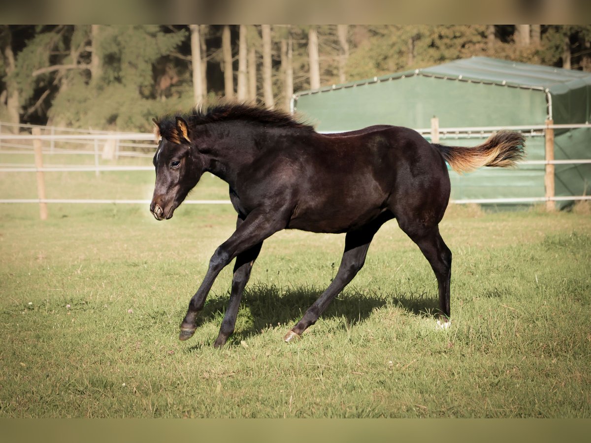 American Quarter Horse Hengst Veulen (05/2025) 152 cm Zwart in Niederscheidweiler