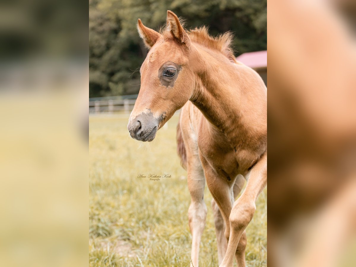 American Quarter Horse Hengst Veulen (05/2025) 153 cm in Lahn