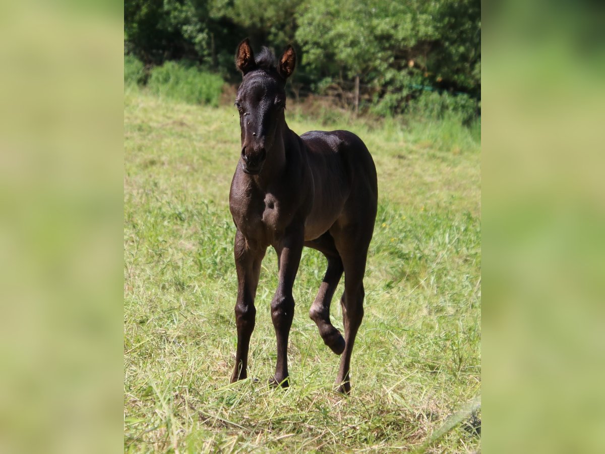 American Quarter Horse Hengst veulen (04/2024) 153 cm Roan-Blue in ...