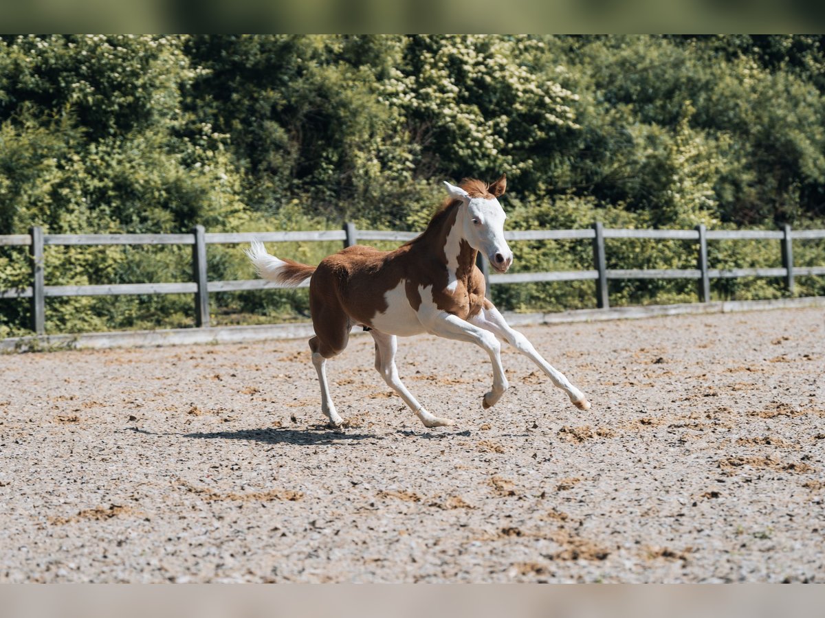 American Quarter Horse Hengst veulen (02/2024) 154 cm Gevlekt-paard in Ottobeuren