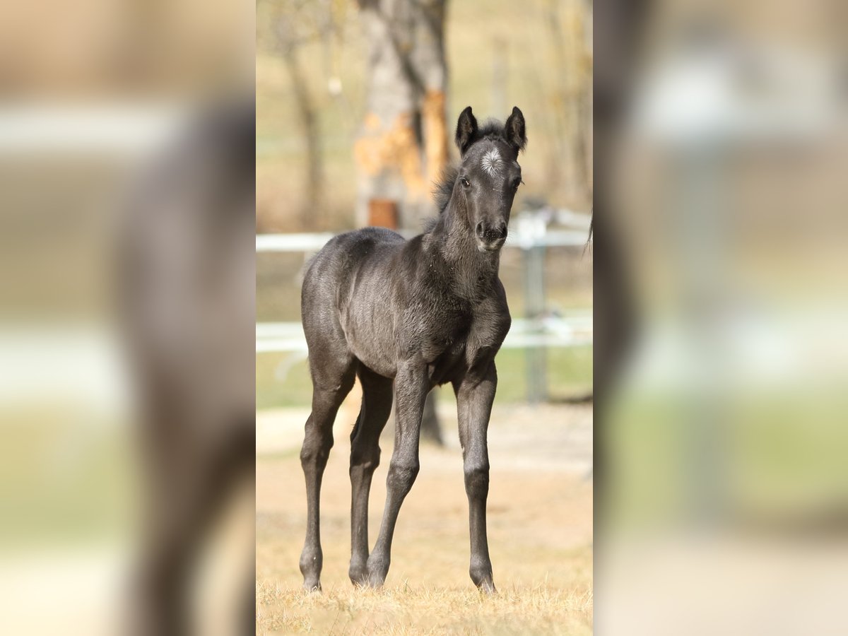 American Quarter Horse Hengst  155 cm Roan-Blue in Hernstein