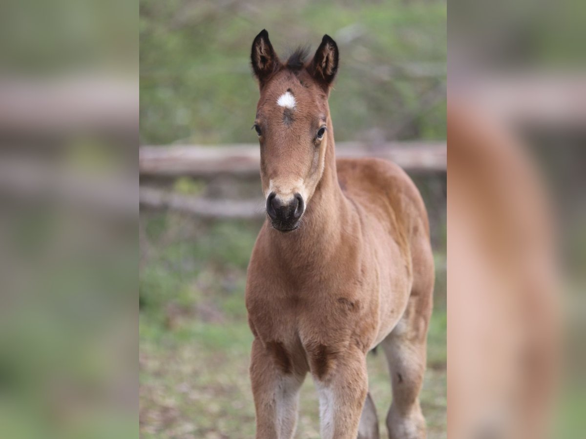 American Quarter Horse Hengst  158 cm Bruin in Greifenstein