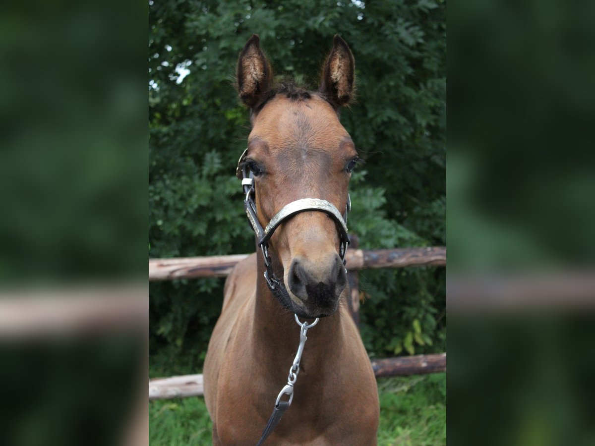 American Quarter Horse Hengst Veulen (06/2025) 160 cm Bruin in Midwolde