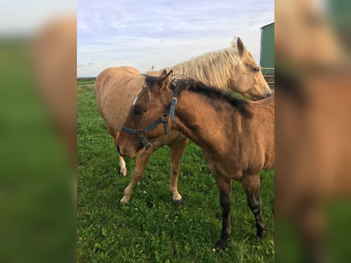 American Quarter Horse Hengst veulen (04/2024) Brown Falb schimmel in Petit-Réderching