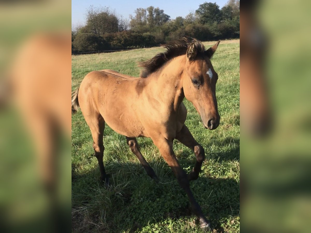 American Quarter Horse Hengst veulen (04/2024) Brown Falb schimmel in Petit-Réderching