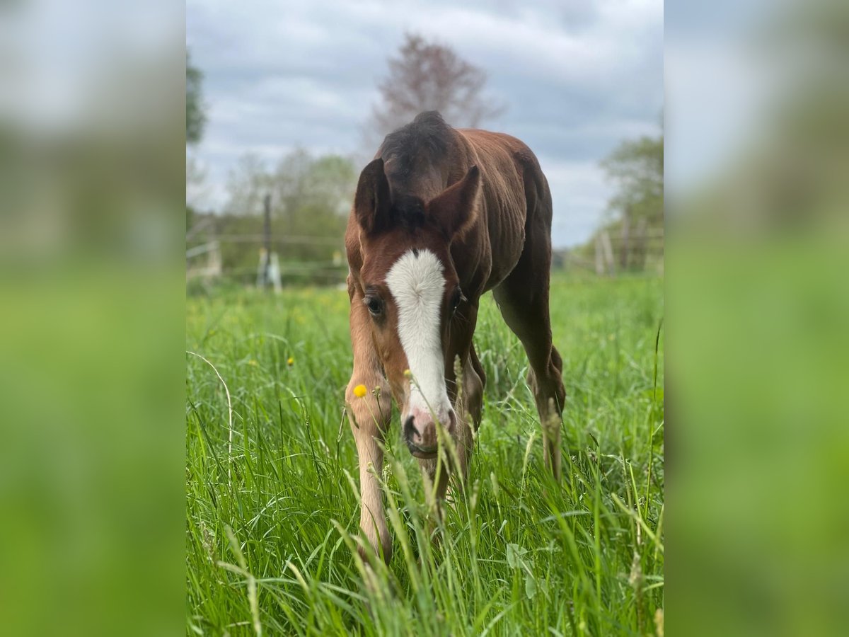 American Quarter Horse Hengst  Bruin in Laubach