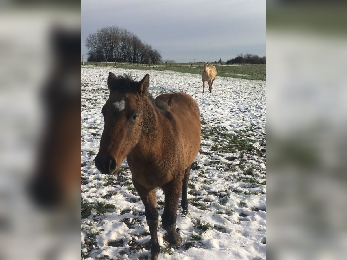 American Quarter Horse Hengst  Bruin in Petit-Réderching