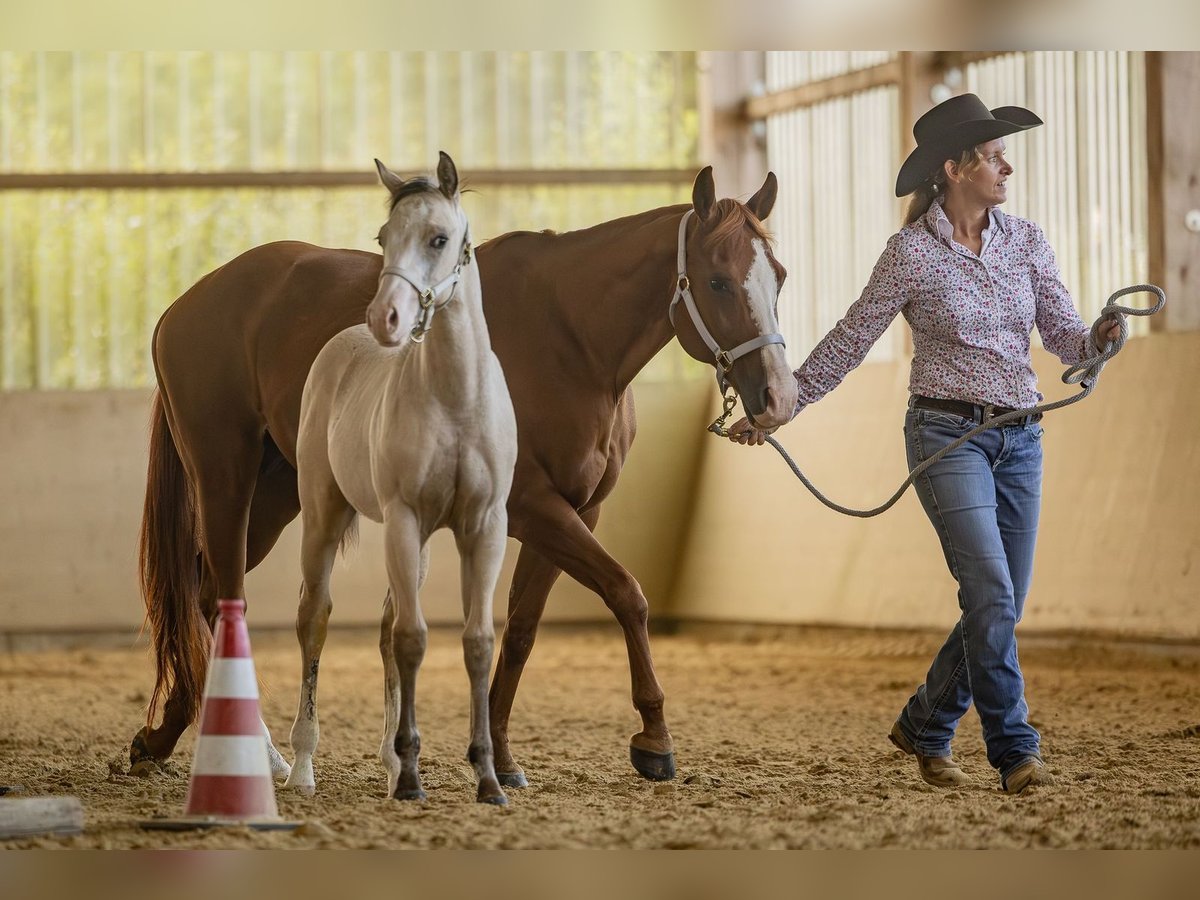 American Quarter Horse Hengst Veulen (04/2025) Buckskin in Laubach