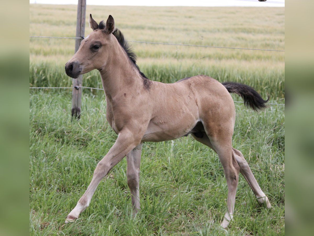 American Quarter Horse Hengst veulen (05/2024) Buckskin in Beltheim