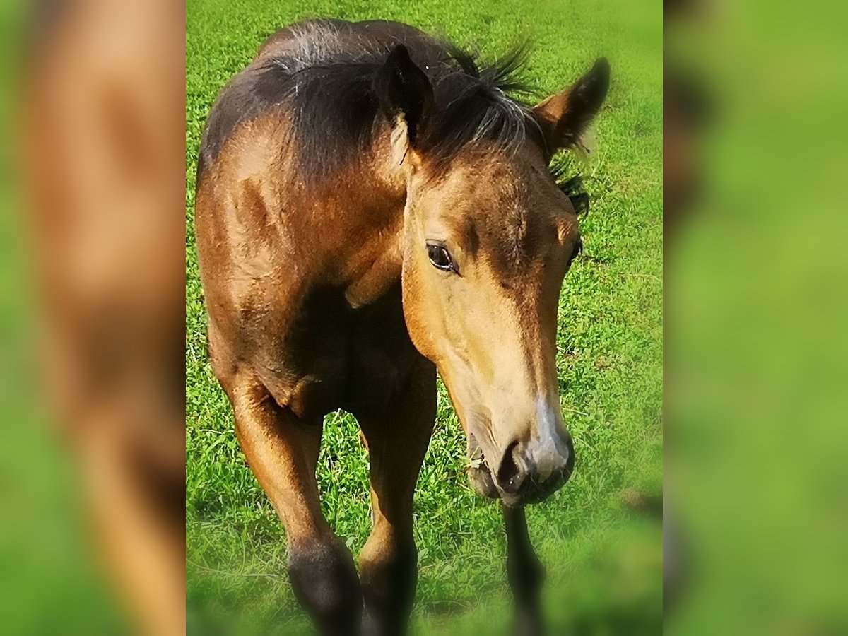 American Quarter Horse Hengst Veulen (04/2025) Buckskin in Gaming