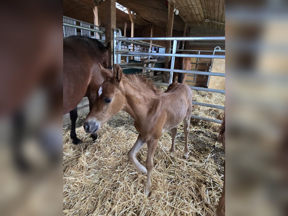 American Quarter Horse Hengst Veulen (01/2025) in Tengen