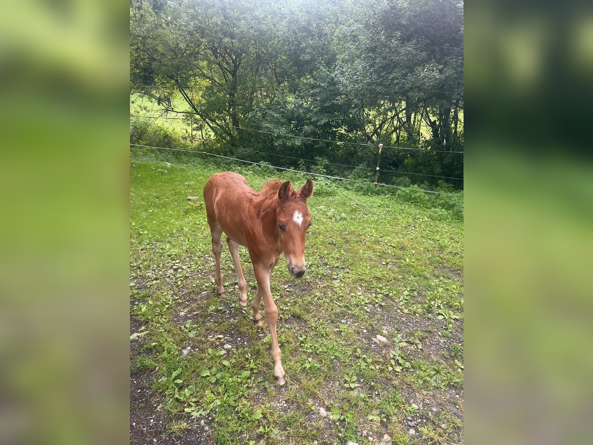 American Quarter Horse Hengst Veulen (01/2025) in Tengen