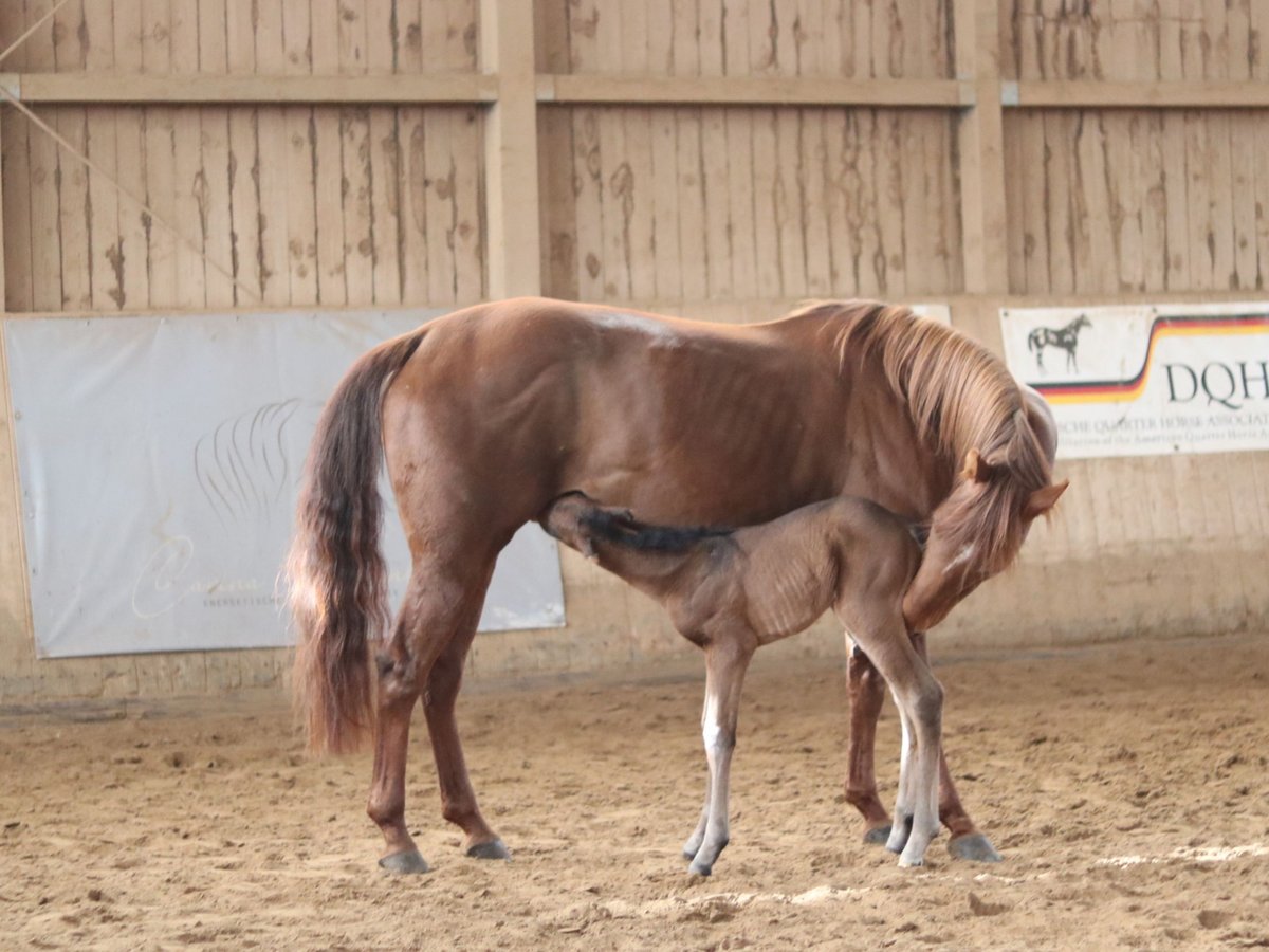 American Quarter Horse Hengst  Donkerbruin in Ebern