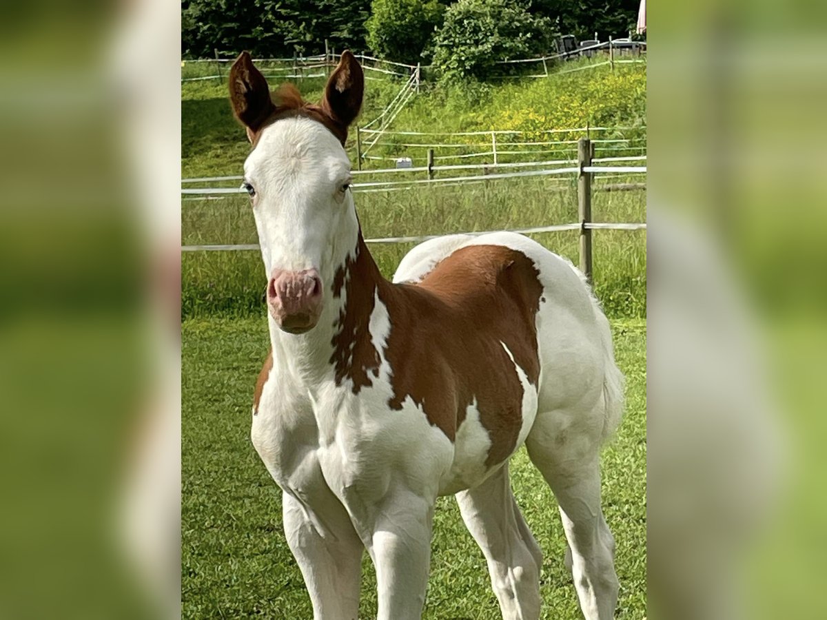 American Quarter Horse Hengst veulen (05/2024) Gevlekt-paard in Deggenhausertal