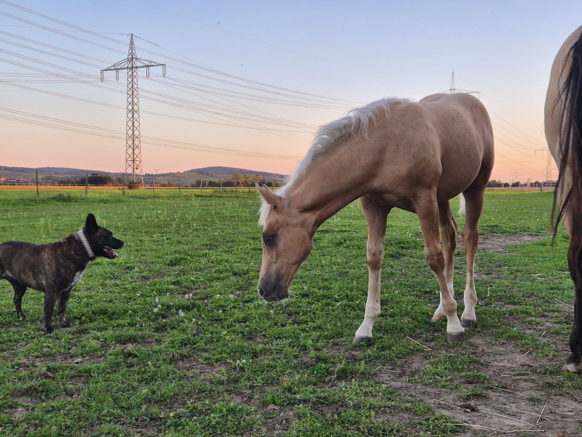 American Quarter Horse Hengst Veulen (06/2025) Palomino in Buggingen