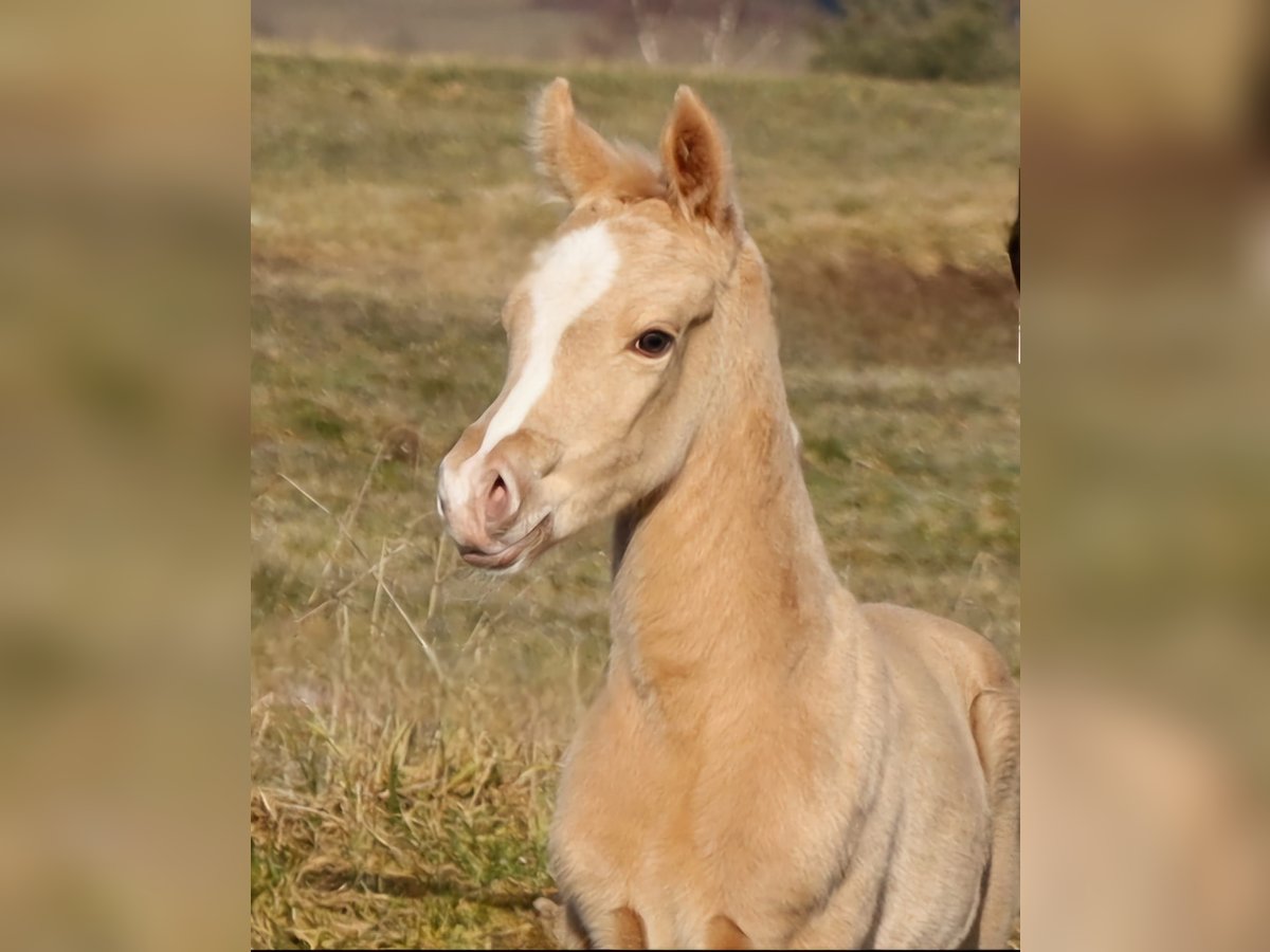 American Quarter Horse Hengst  Palomino in Schlammersdorf