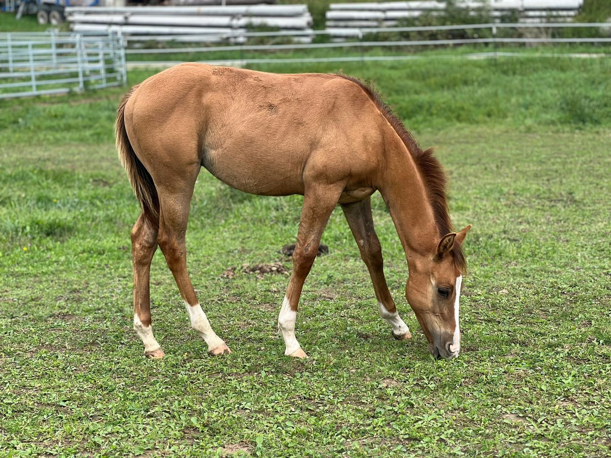 American Quarter Horse Hengst veulen (04/2024) Red Dun in Ingolstadt