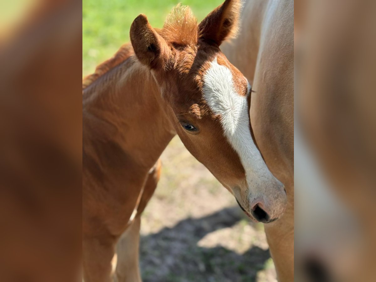 American Quarter Horse Hengst  Vos in Meppen