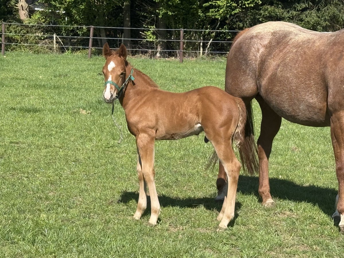 American Quarter Horse Hengst  Vos in Lahn