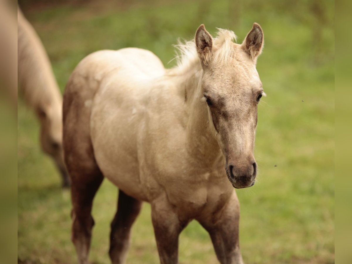 American Quarter Horse Hengst veulen (05/2024) in Mehren