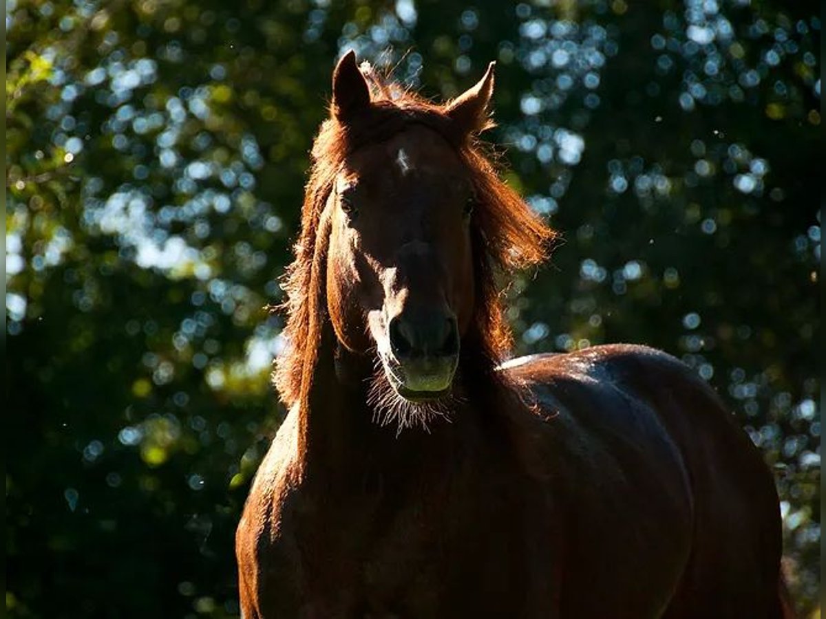 American Quarter Horse Hengst in Buttwil