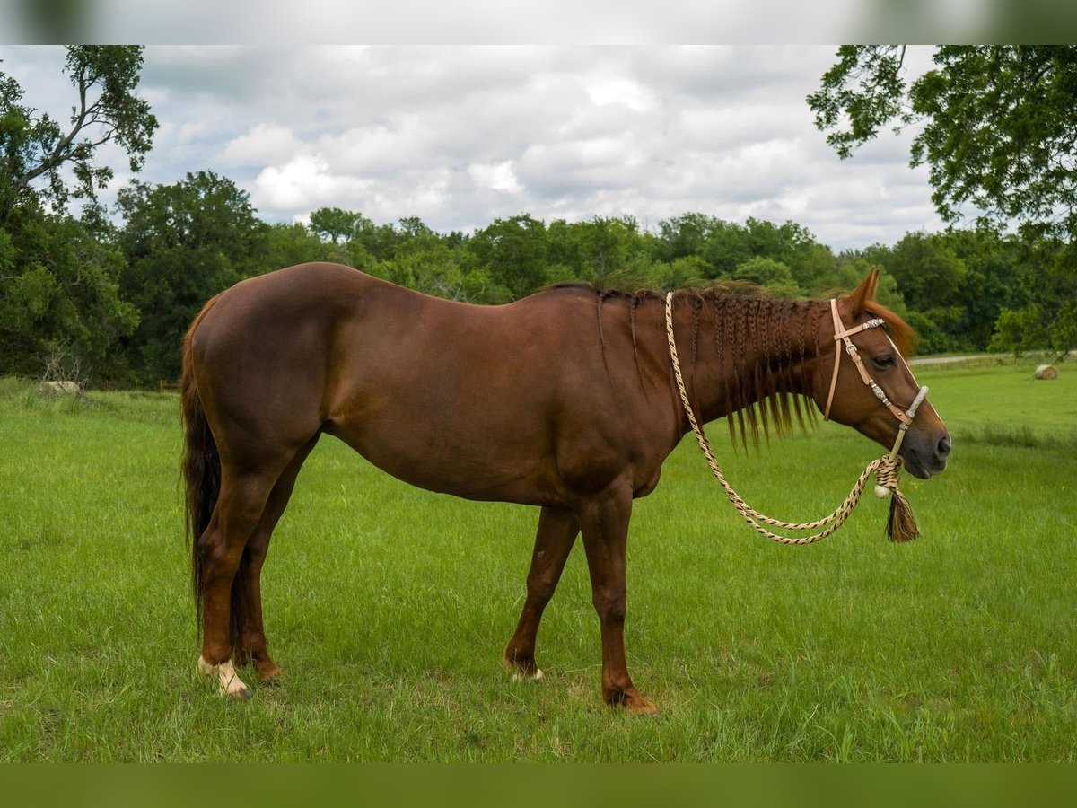 American Quarter Horse Klacz 10 lat 142 cm Gniada in Fort worth Texas