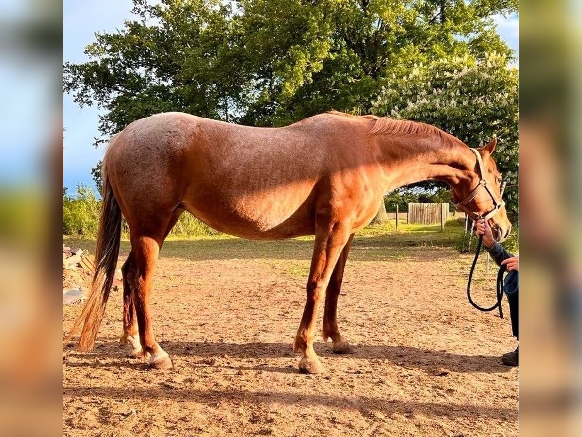 American Quarter Horse Klacz 10 lat 147 cm Kasztanowatodereszowata in Salzwedel