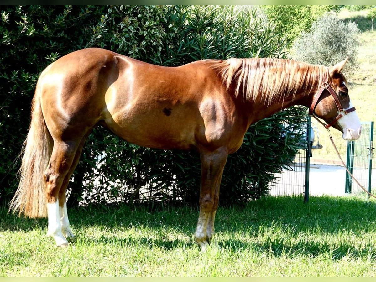 American Quarter Horse Klacz 10 lat 148 cm Kasztanowata in Eurasburg