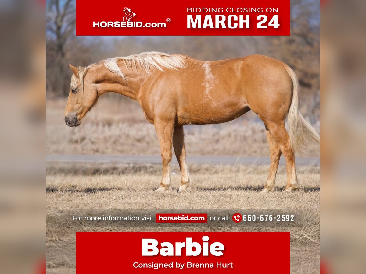 American Quarter Horse Klacz 10 lat 150 cm Izabelowata in Macon, MO
