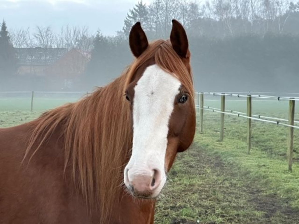 American Quarter Horse Klacz 10 lat 150 cm Kasztanowata in Grote-Brogel