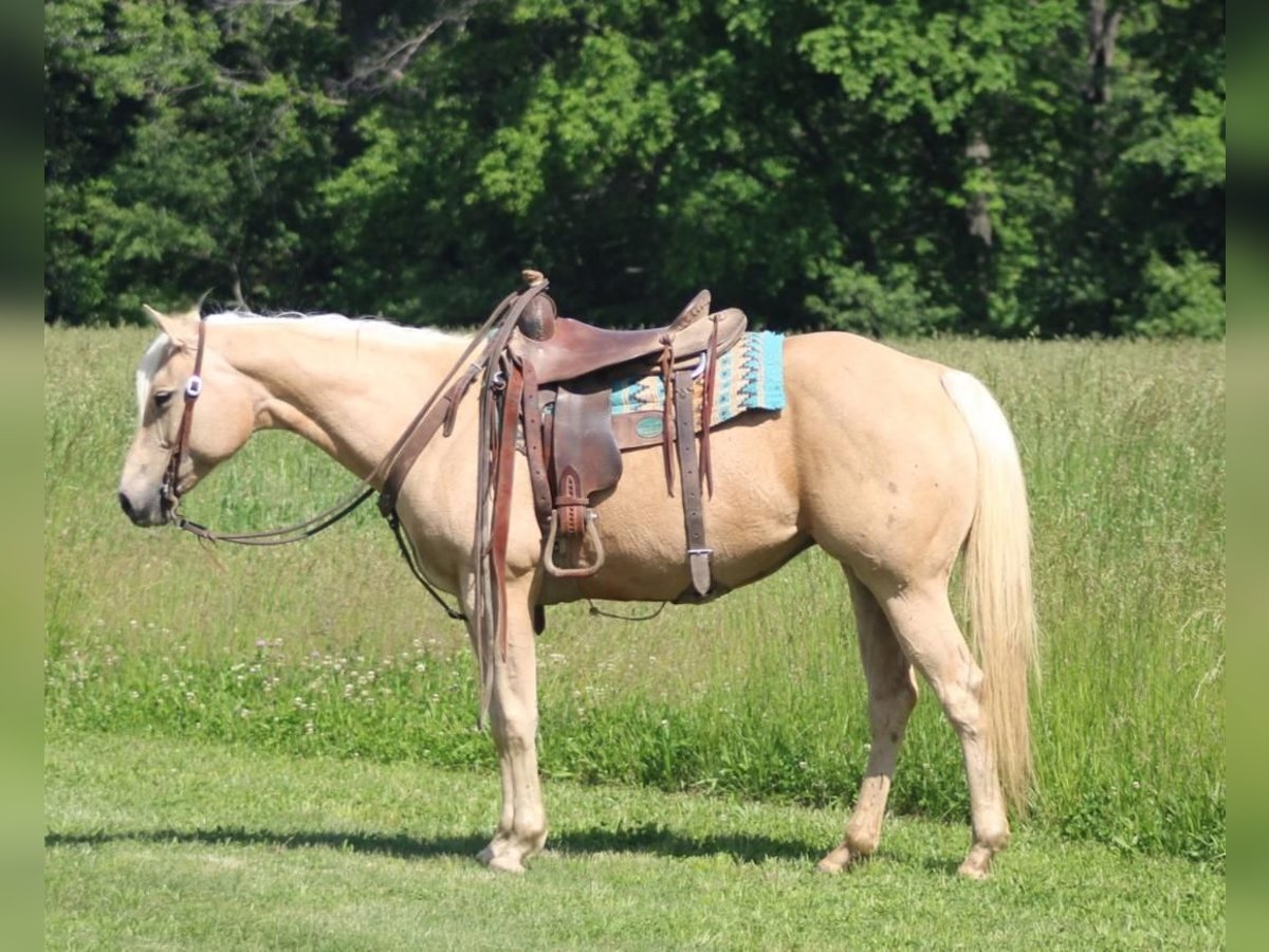 American Quarter Horse Klacz 10 lat 152 cm Izabelowata in Charleston