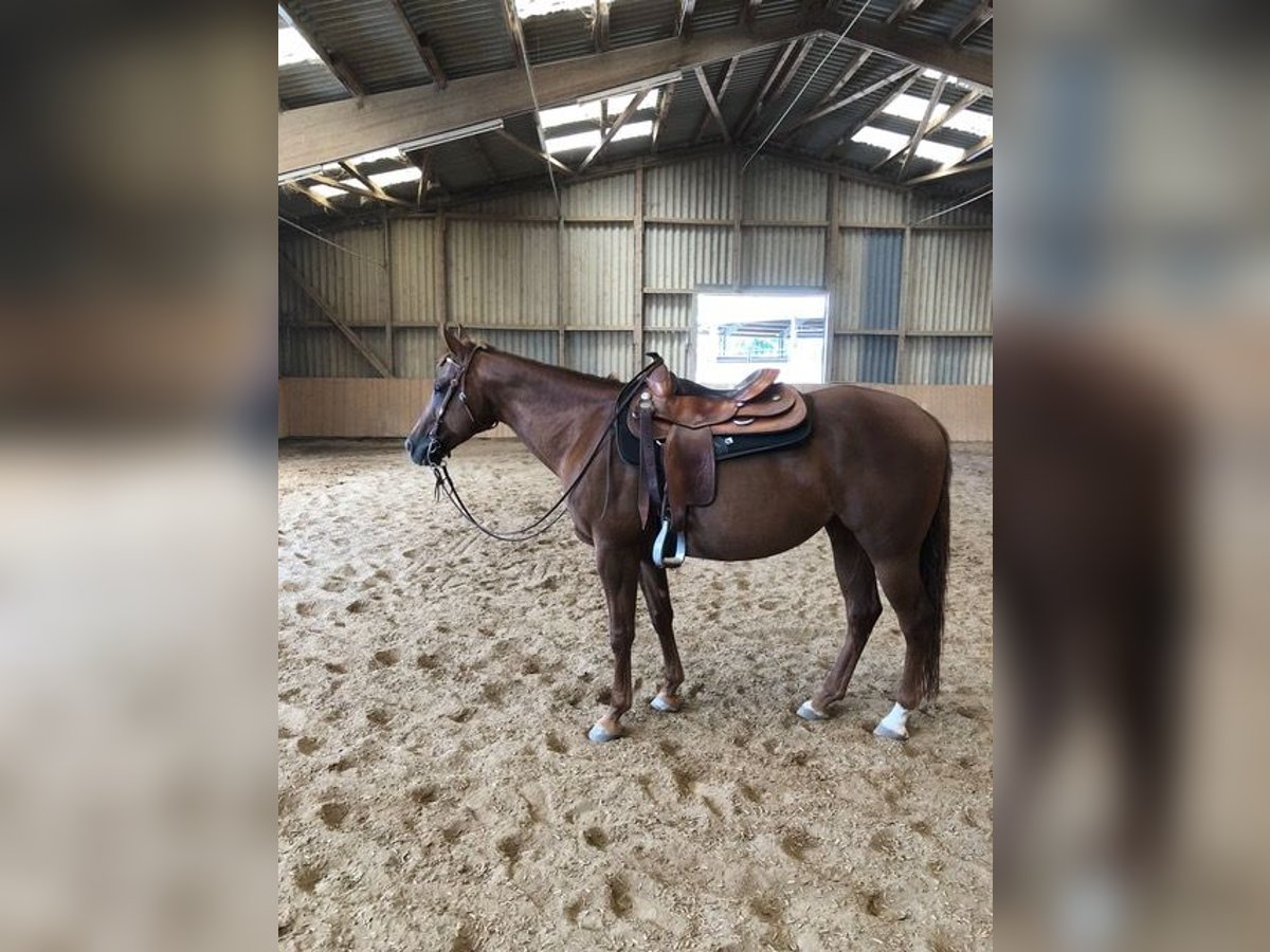 American Quarter Horse Klacz 10 lat 152 cm Kasztanowata in Remseck am Neckar