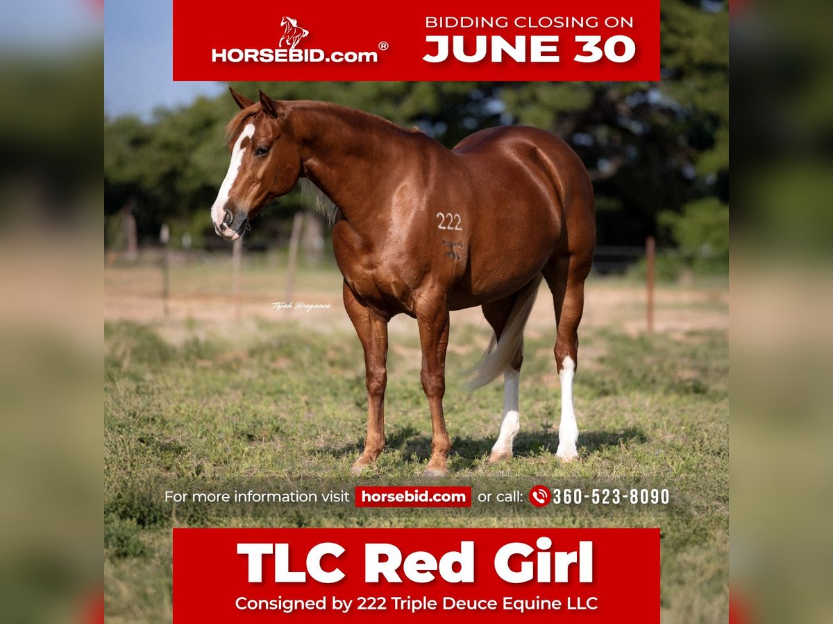 American Quarter Horse Klacz 10 lat 155 cm Cisawa in Cisco, TX