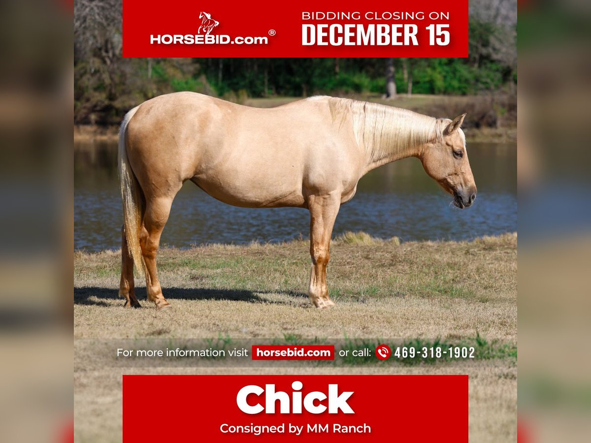 American Quarter Horse Klacz 10 lat 157 cm Izabelowata in Forney