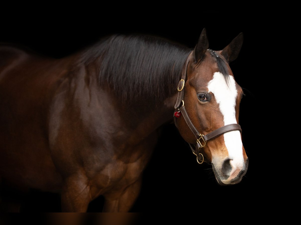American Quarter Horse Klacz 10 lat 158 cm Gniada in Kail