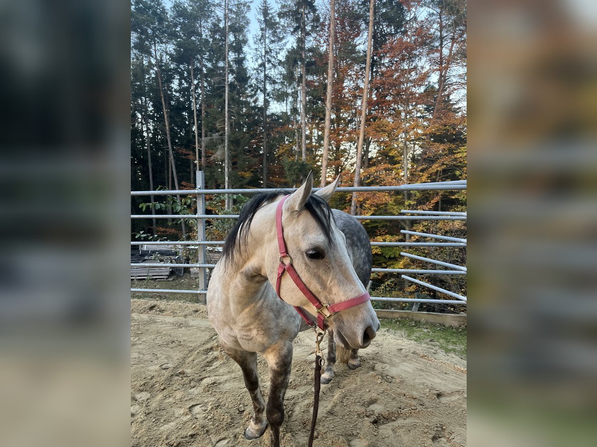 American Quarter Horse Klacz 10 lat in Zöbern