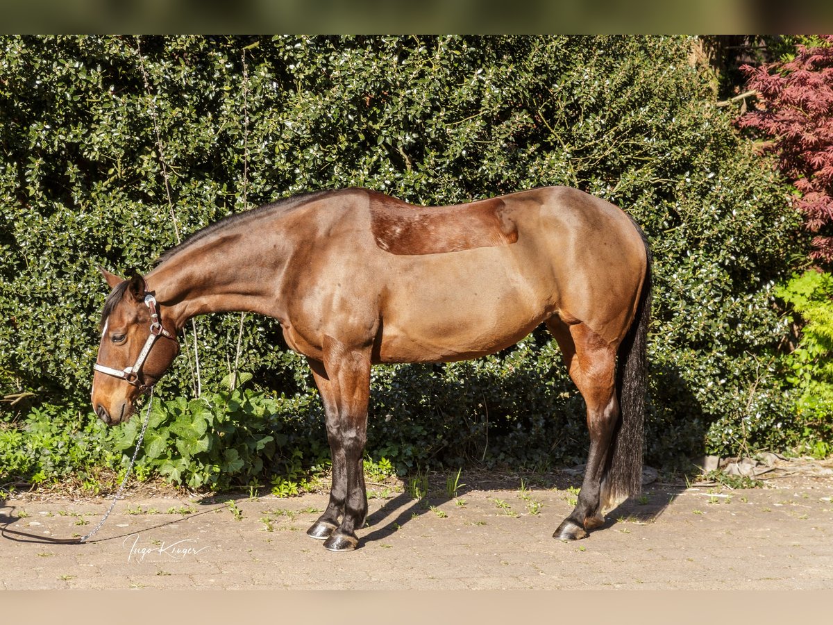 American Quarter Horse Klacz 11 lat 150 cm Gniada in Grethem
