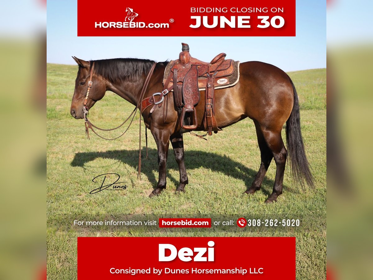 American Quarter Horse Klacz 11 lat 150 cm Gniada in Thedford, NE