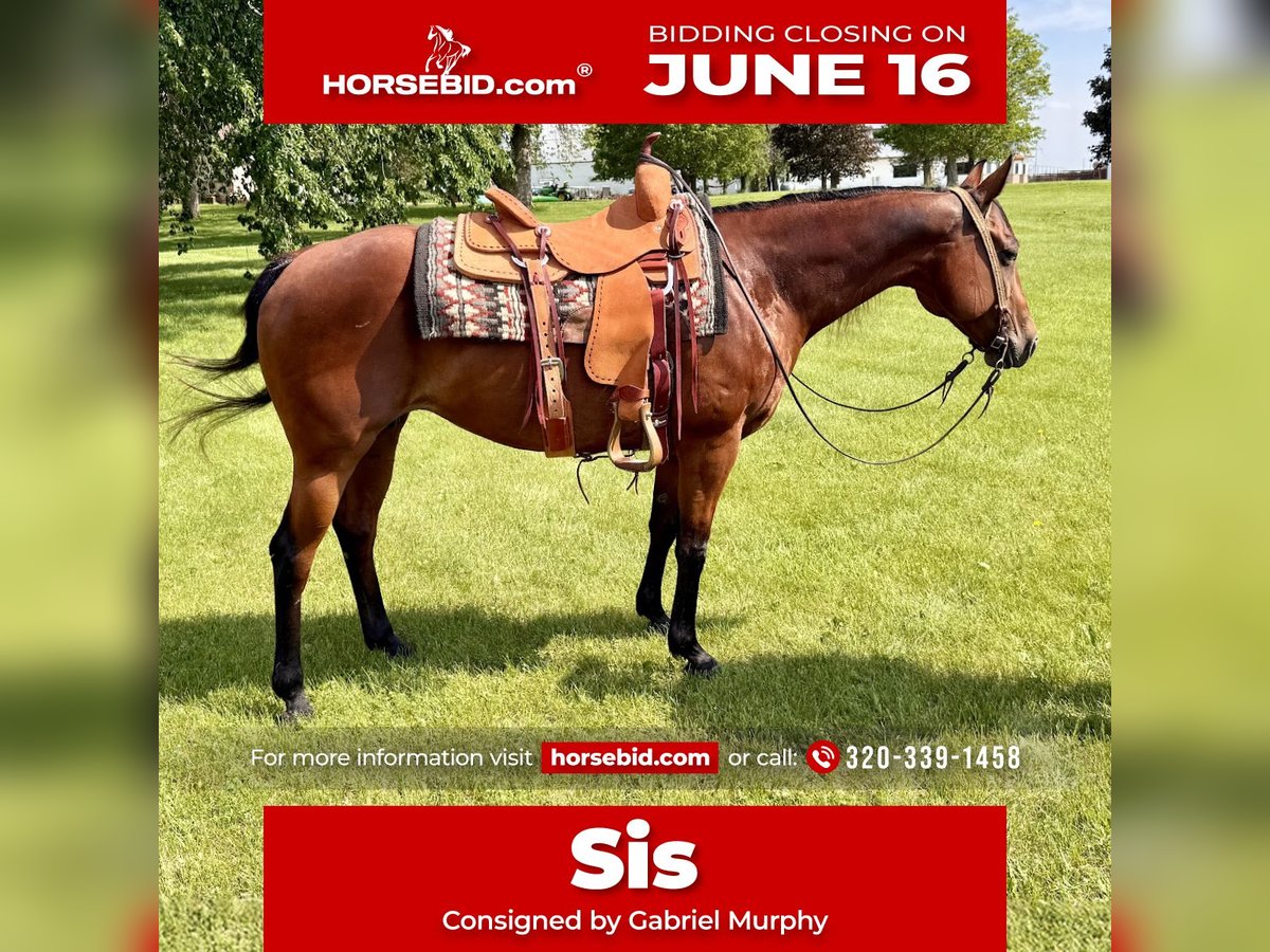 American Quarter Horse Klacz 11 lat 150 cm Gniada in Cannon Falls, MN