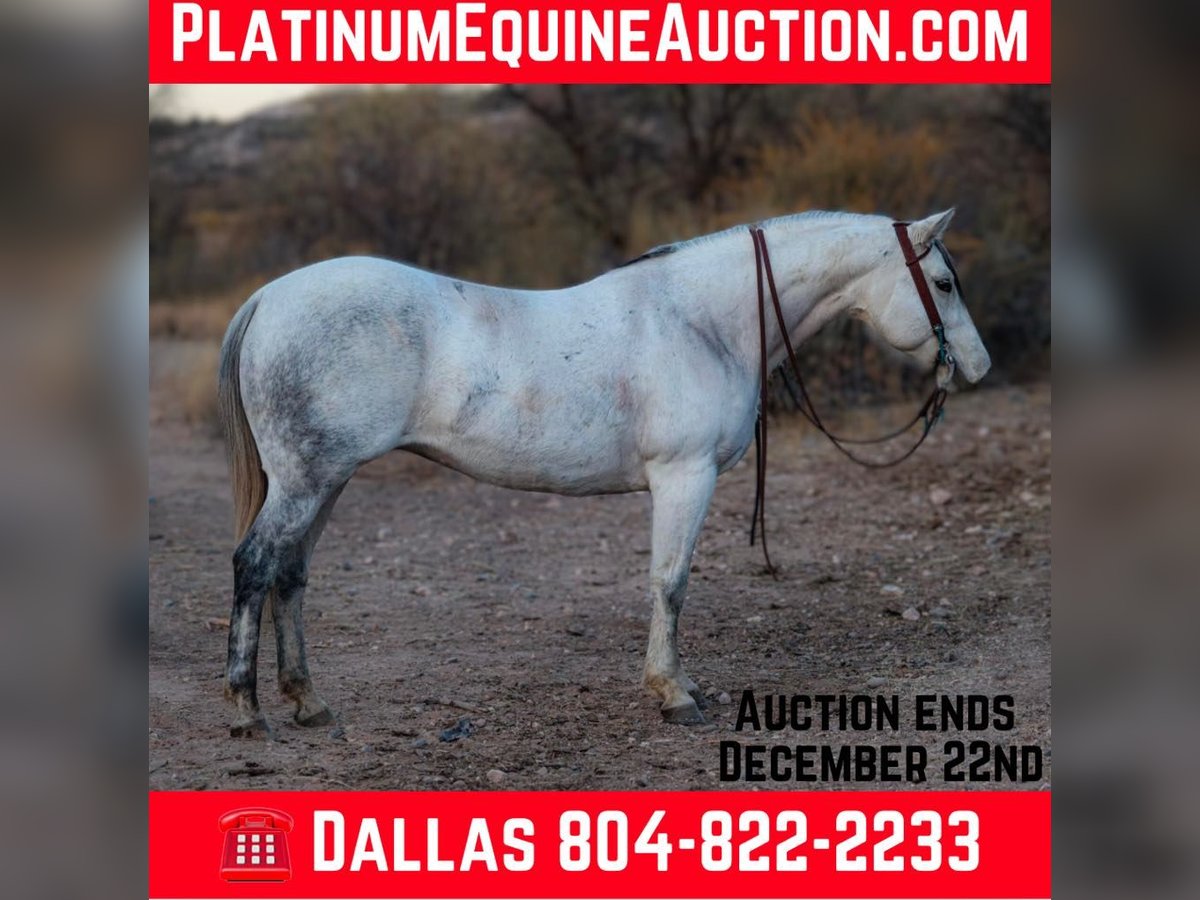 American Quarter Horse Klacz 11 lat 150 cm Siwa in Camp Verde AZ
