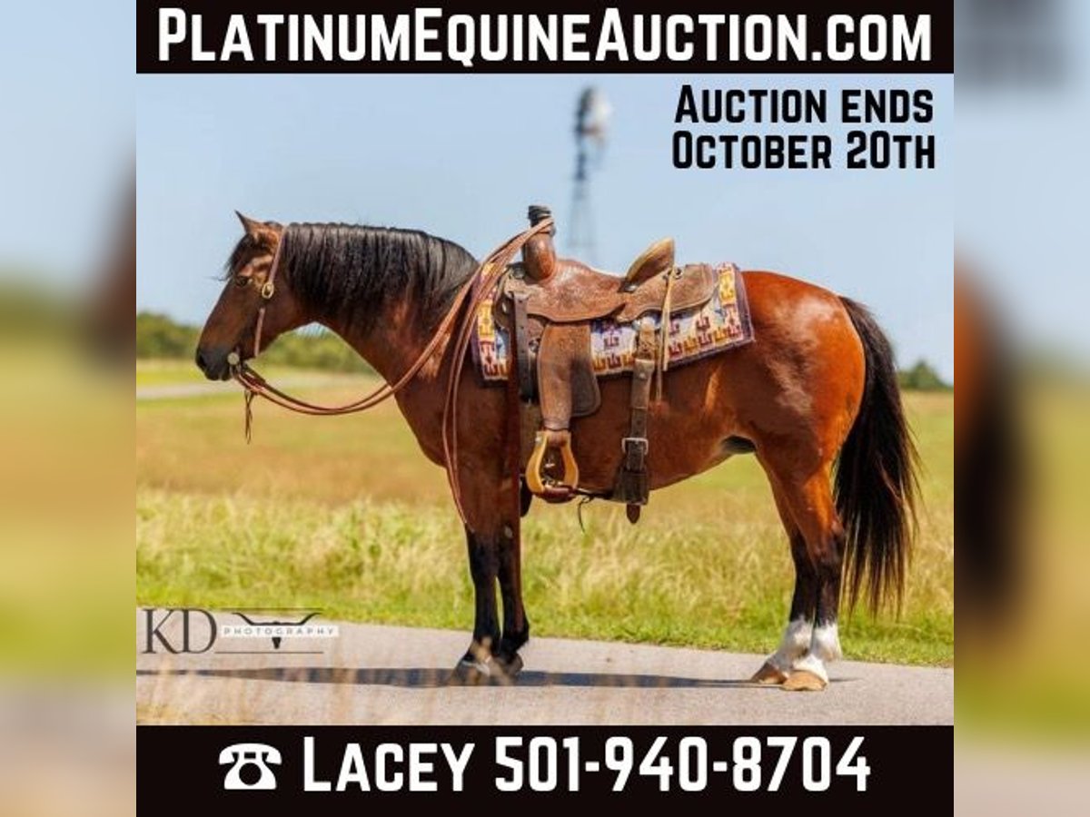 American Quarter Horse Klacz 12 lat 124 cm Gniada in Quitman AR