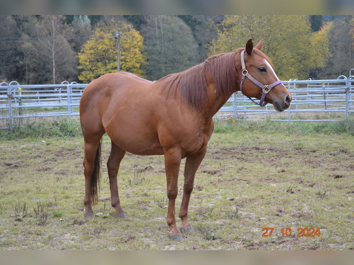 American Quarter Horse Klacz 12 lat 145 cm Ciemnokasztanowata in Pressath