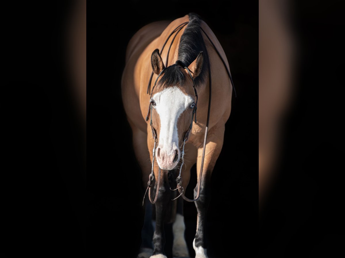 American Quarter Horse Klacz 12 lat 150 cm Dunalino in Aindling