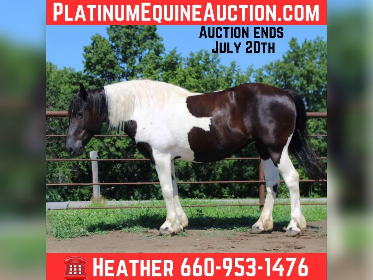 American Quarter Horse Klacz 12 lat 170 cm Tobiano wszelkich maści in Princeton MO