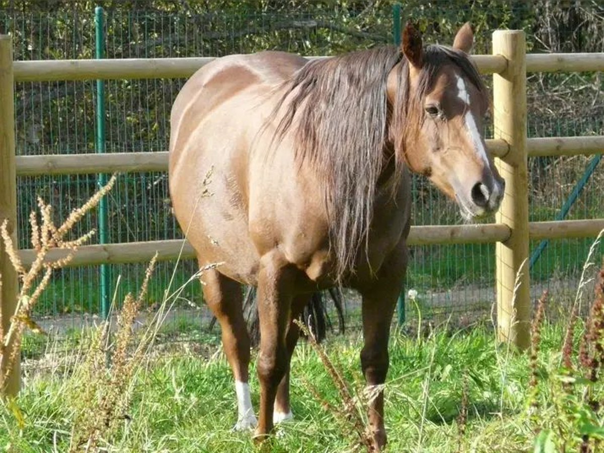 American Quarter Horse Klacz 12 lat Ciemnokasztanowata in Baal
