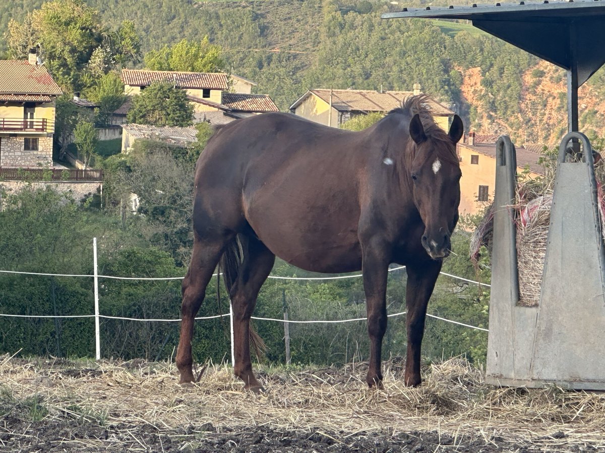 American Quarter Horse Klacz 12 lat Ciemnokasztanowata in Cascia