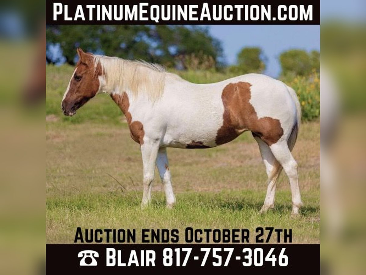 American Quarter Horse Klacz 12 lat Tobiano wszelkich maści in Weatherford TX