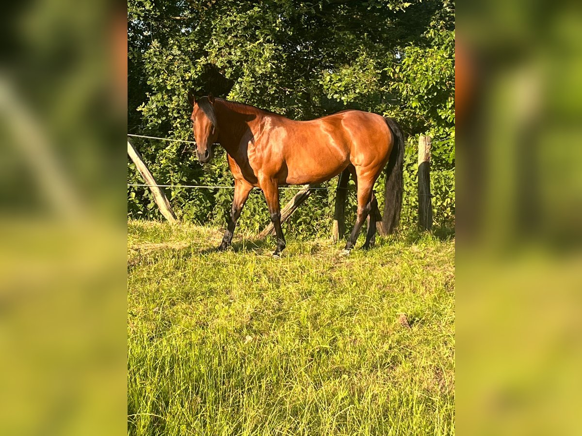 American Quarter Horse Klacz 13 lat 150 cm Gniada in Ham